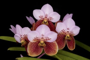 Vanda sanderiana Lulu AM 81 pts.